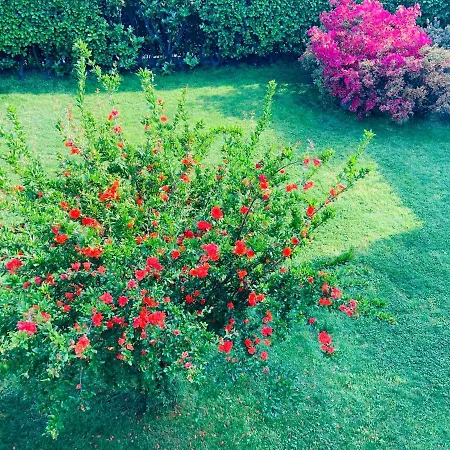 Con Giardino Al Melograno * Locarno